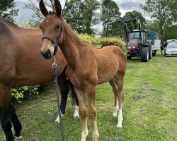 horse Frieda (Westphalian, 2023, from Fusionist)