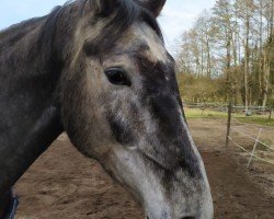 jumper Safira AW (German Sport Horse, 2018, from Baccaccio)