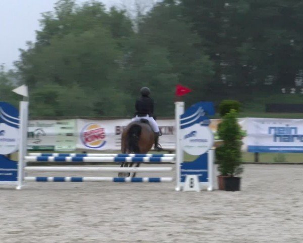 Reitturnier Hitzkirch 2024