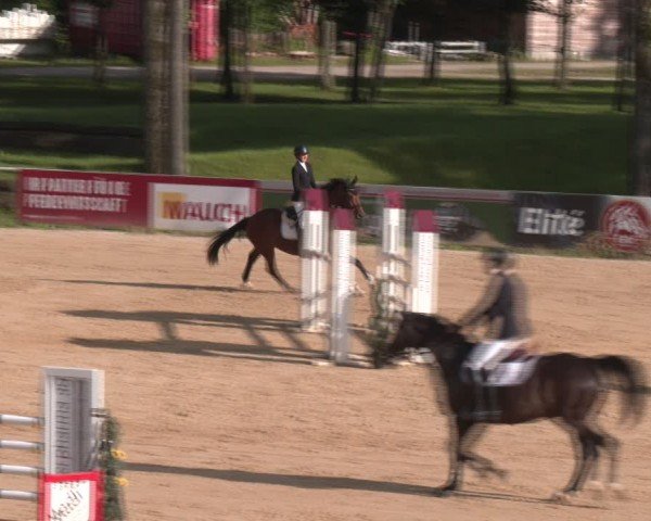 Reitturnier Stadl-Paura 2024