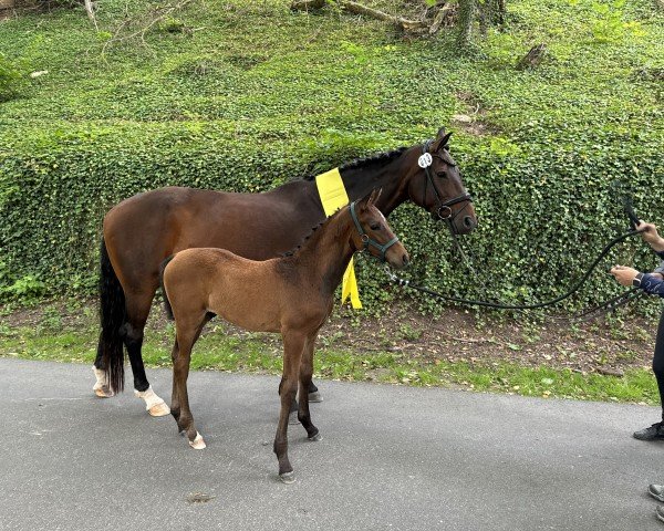horse Fjällräven B (Hanoverian, 2024, from Follow Him´s Schönweide)