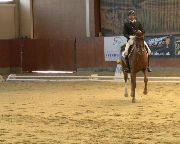 Reitturnier Weikersdorf am Steinfelde 2021