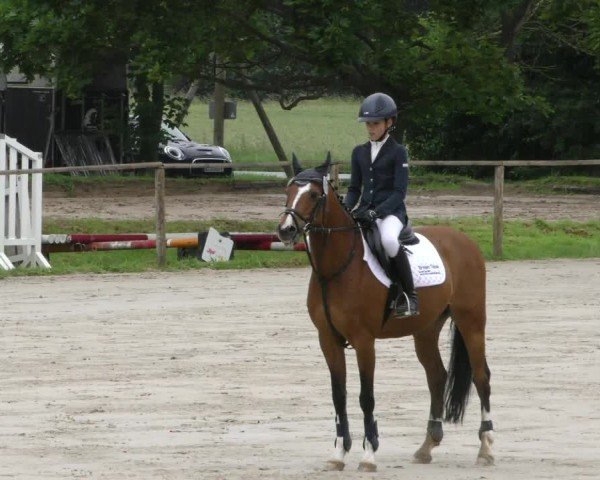 Reitturnier Springe 2024