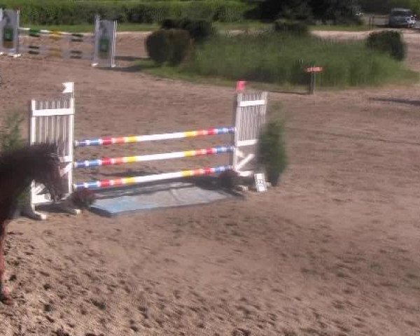 Reit- und Springturnier des LRFV Recklinghausen e.V. vom 23.-26.08.2012