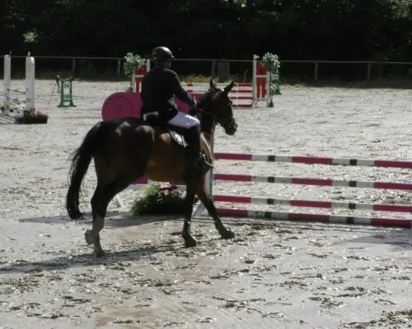 Reitturnier Springe 2024