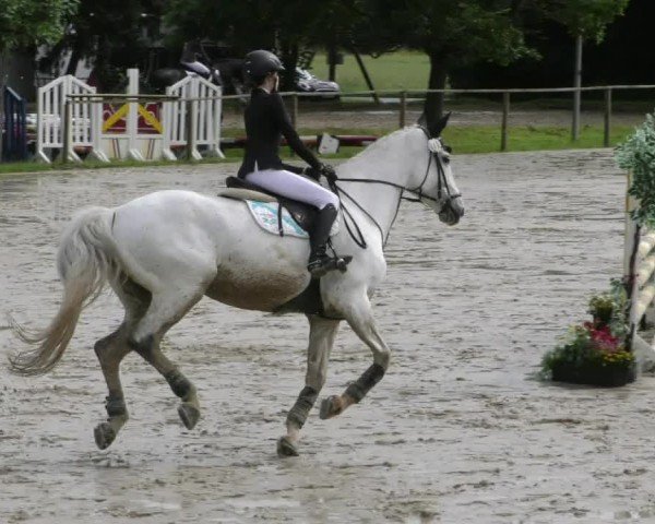Reitturnier Springe 2024