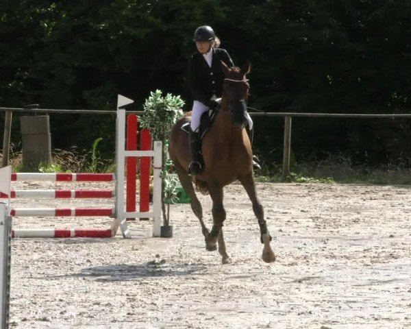 Reitturnier Springe 2024