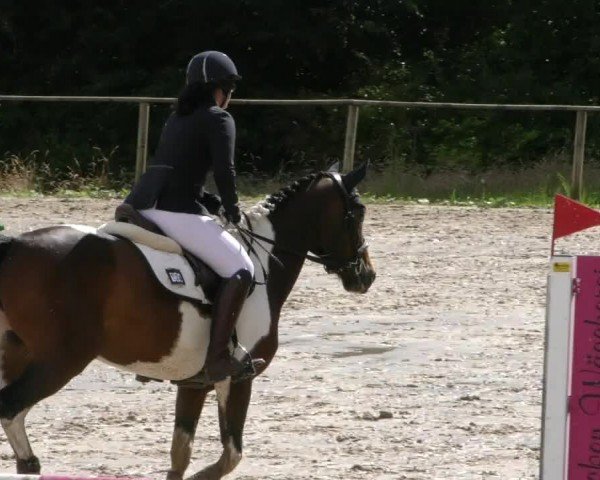 Reitturnier Springe 2024