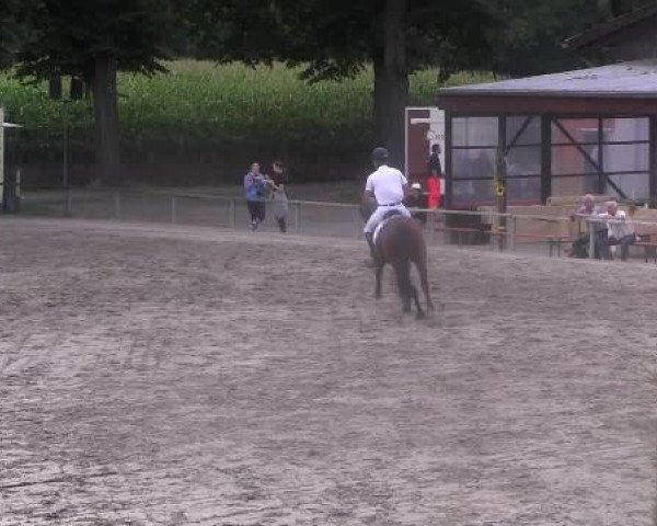 Reit- und Springturnier des LRFV Recklinghausen e.V. vom 23.-26.08.2012