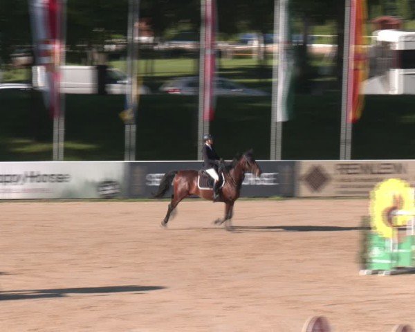 Reitturnier Stadl-Paura 2024