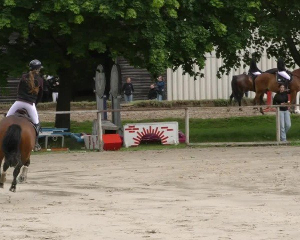Reitturnier Springe 2024