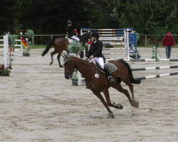 Reitturnier Springe 2024