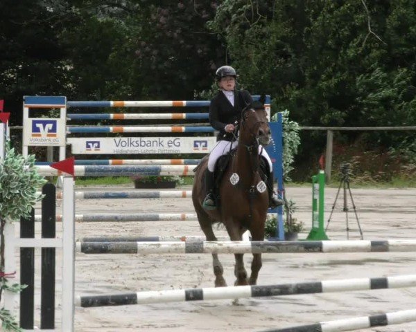 Reitturnier Springe 2024