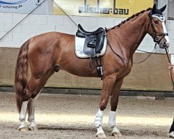 Dressage horse Sir Sezimmo (Oldenburger, 2020, from Sezuan)