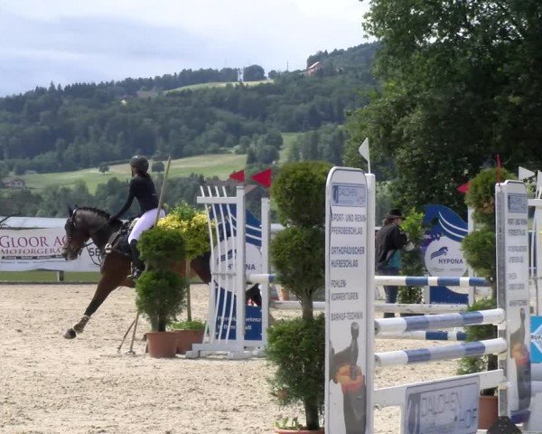 Reitturnier Hitzkirch 2024