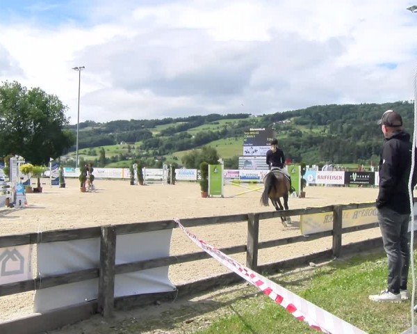 Reitturnier Hitzkirch 2024