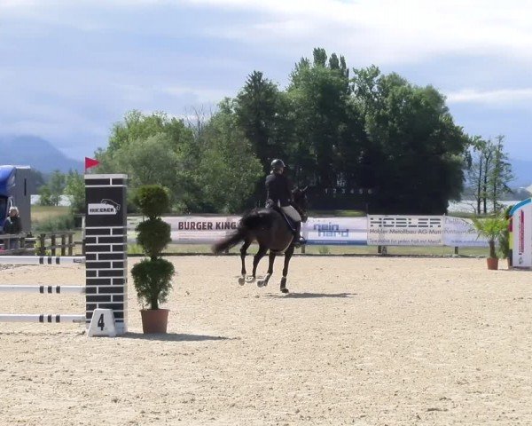 Reitturnier Hitzkirch 2024