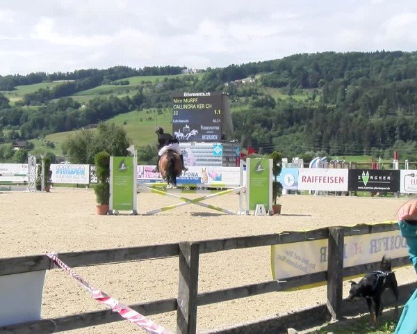 Reitturnier Hitzkirch 2024