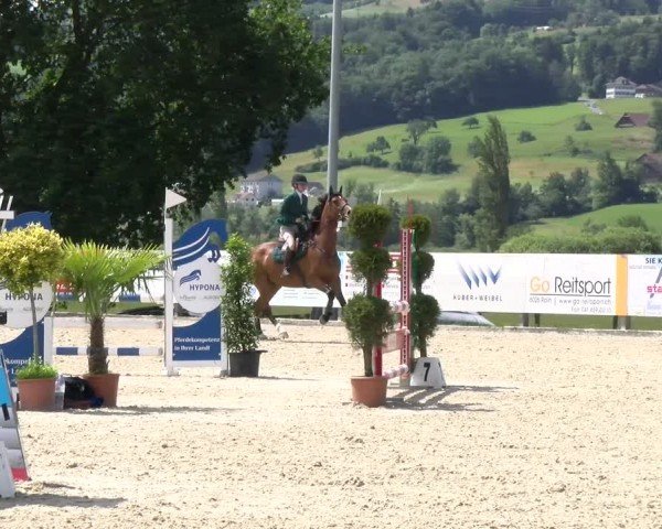 Reitturnier Hitzkirch 2024
