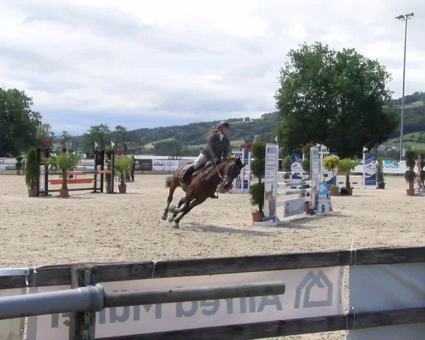 Reitturnier Hitzkirch 2024