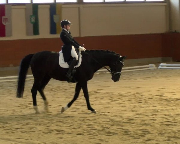 Reitturnier Weikersdorf am Steinfelde 2021