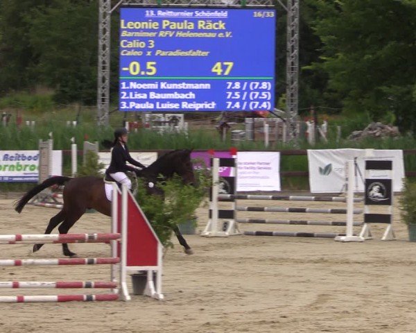 Reitturnier Schönfeld 2024