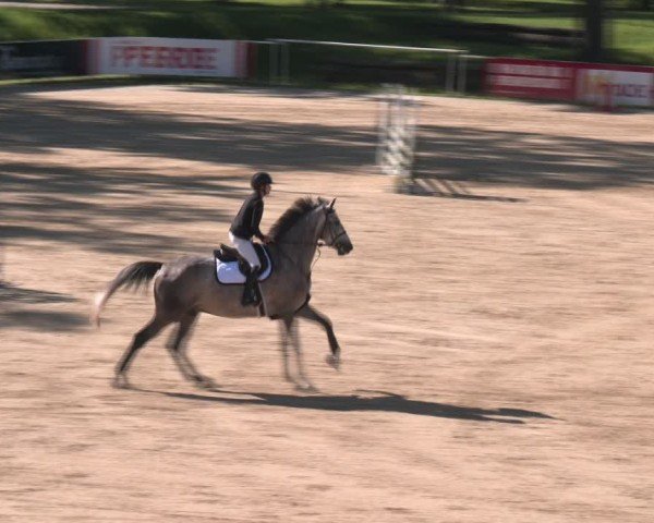 Reitturnier Stadl-Paura 2024