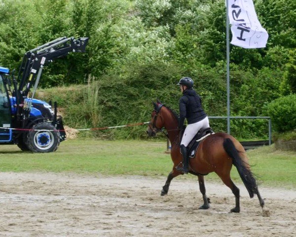 Reitturnier Mücke-Atzenhain 2024