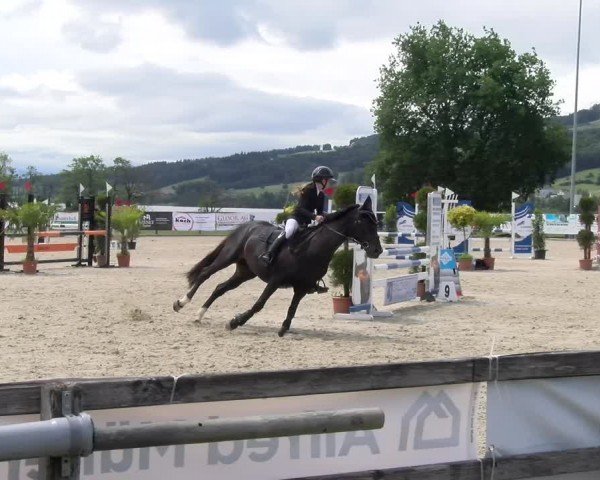 Reitturnier Hitzkirch 2024