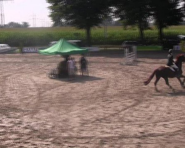 Reit- und Springturnier des LRFV Recklinghausen e.V. vom 23.-26.08.2012