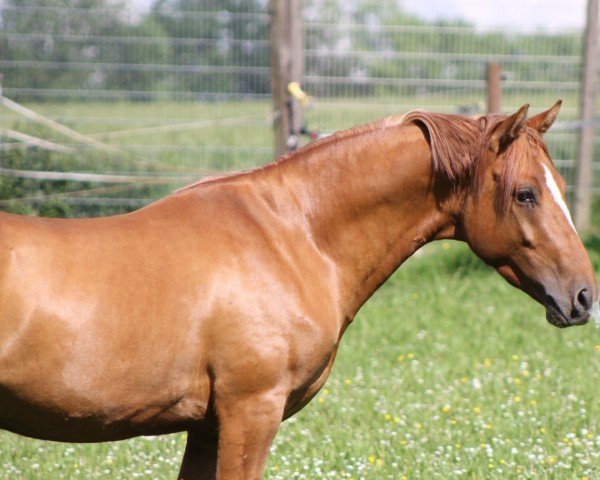 Pferd Wellerman YS (Deutsches Reitpony, 2021, von FS Don't Worry)