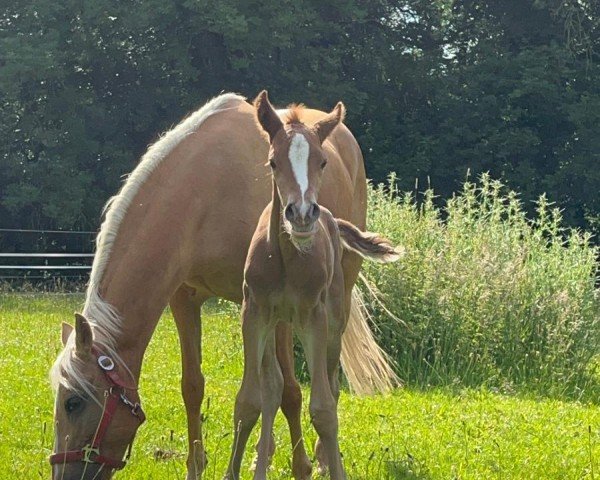 Pferd Dallmayr Doppio YS (Deutsches Reitpony, 2024, von Dallmayr K)