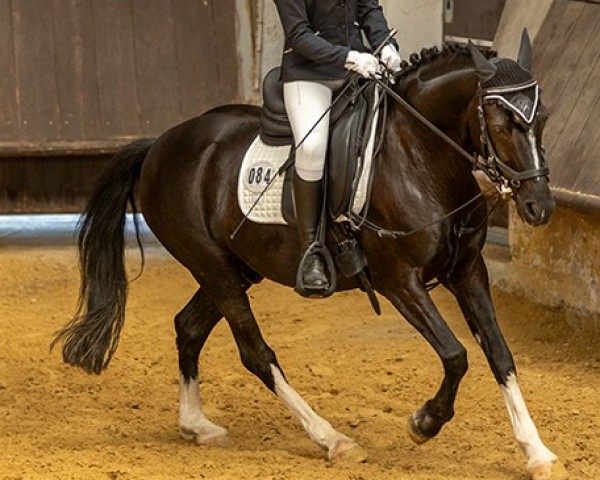 Dressurpferd Campino 479 (Pony ohne Rassebezeichnung, 2009)