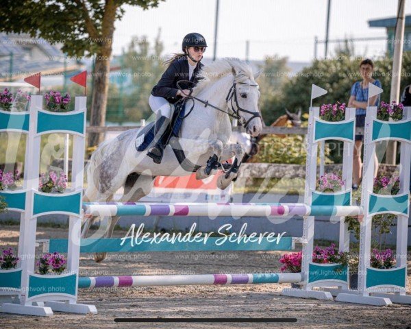 jumper Proud of Peaches (Pony without race description, 2015)