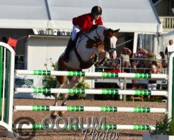 jumper Okehurst Little Bow Wow (Pony without race description, 1999)