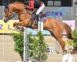 jumper Emil La Rouge (Oldenburg show jumper, 2010, from Escudo I)