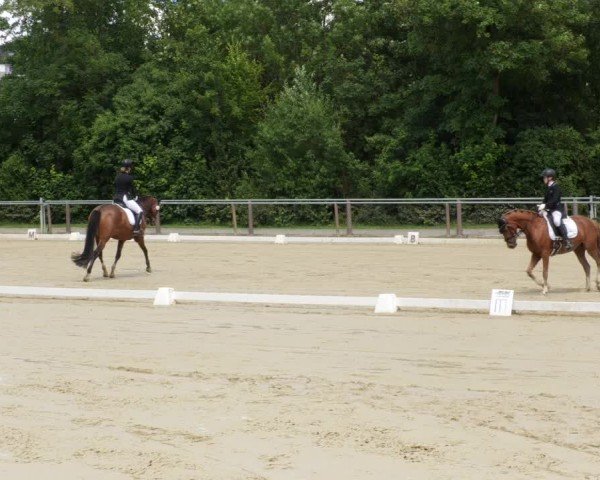 Reitturnier Winnenden 2024