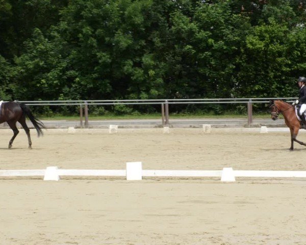 Reitturnier Winnenden 2024
