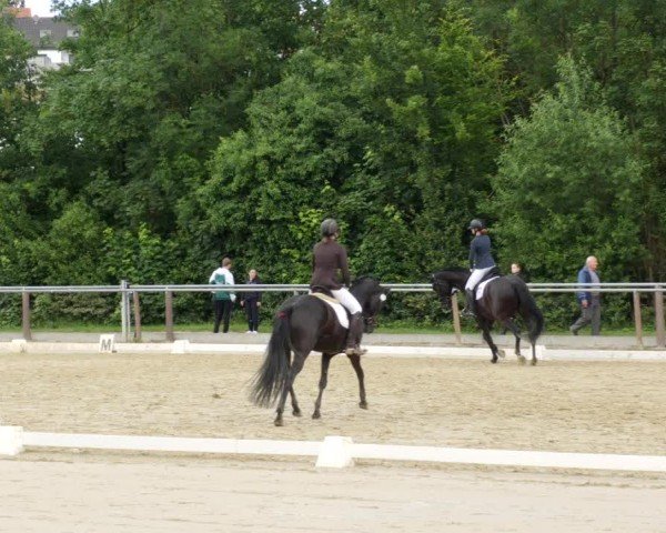 Reitturnier Winnenden 2024