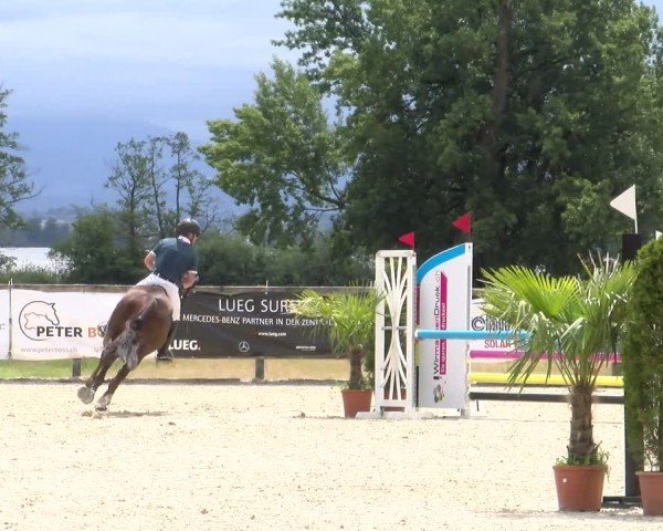 Reitturnier Hitzkirch 2024