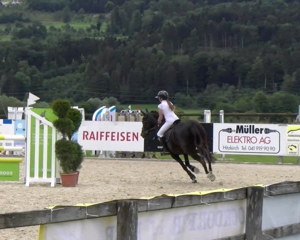 Reitturnier Hitzkirch 2024