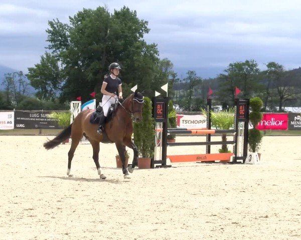 Reitturnier Hitzkirch 2024