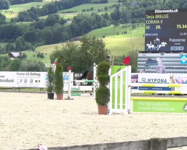 Reitturnier Hitzkirch 2024