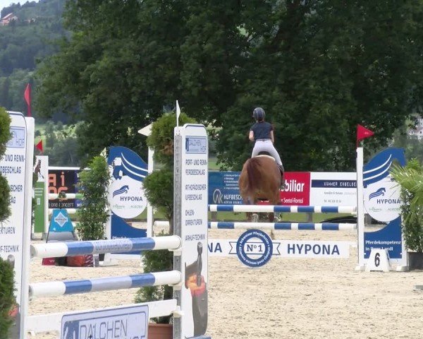 Reitturnier Hitzkirch 2024
