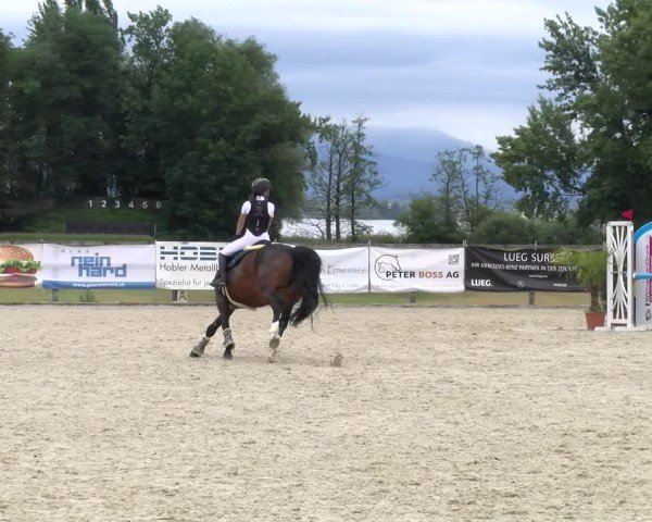 Reitturnier Hitzkirch 2024