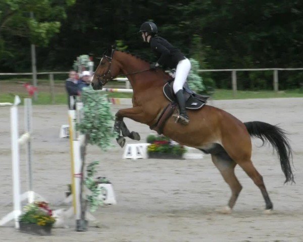 Reitturnier Springe 2024