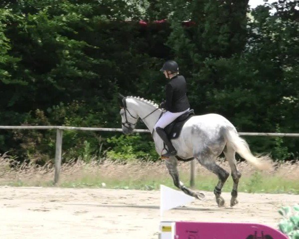 Reitturnier Springe 2024