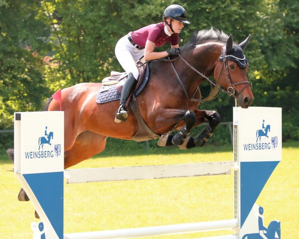 Springpferd Cheers Miss Sophie (Oldenburger Springpferd, 2013, von Messenger)