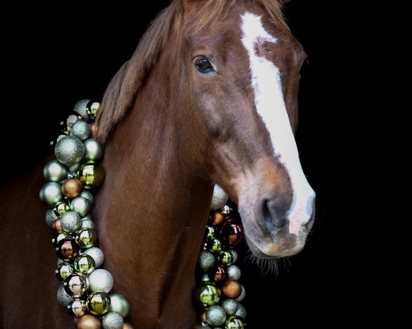 Pferd Doree Junior (Belgisches Warmblut, 2009, von Doree van de Moskifarm)