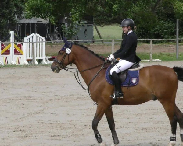 Reitturnier Springe 2024